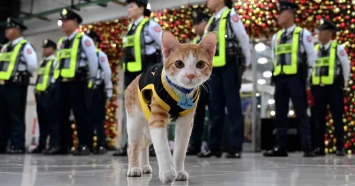 Conan The Secu-Cat Dies And Netizens Pay Tribute
